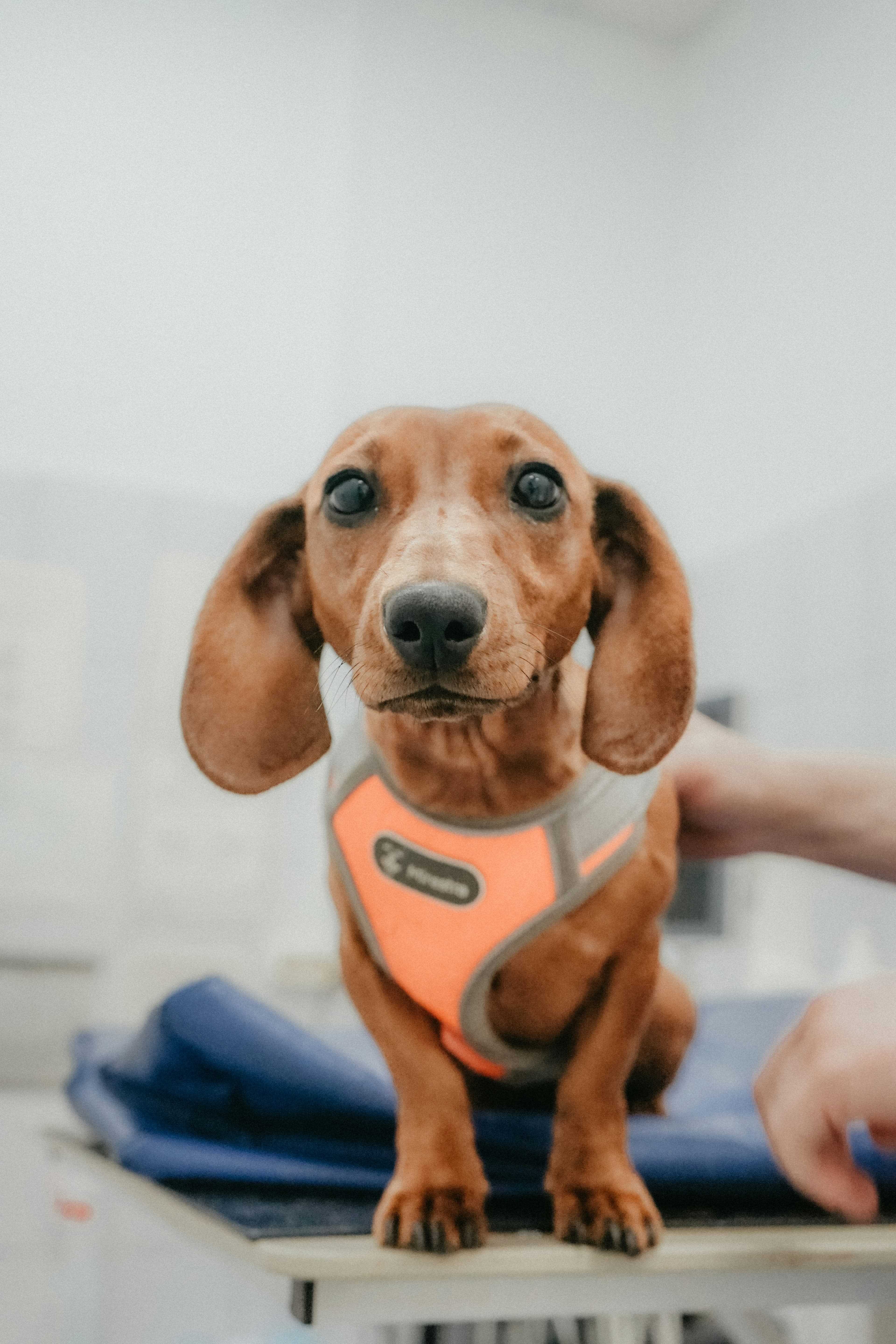 Tip de cuidado: Salud mental animal